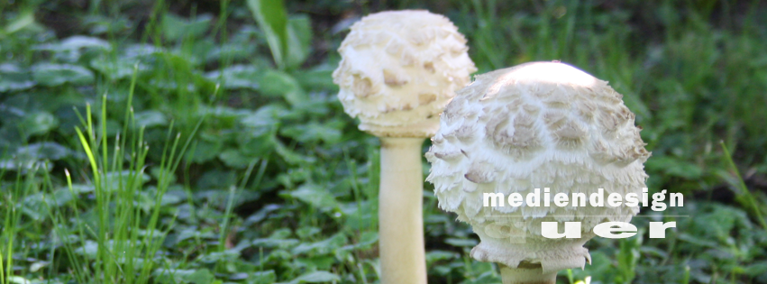 fb_header_pilze