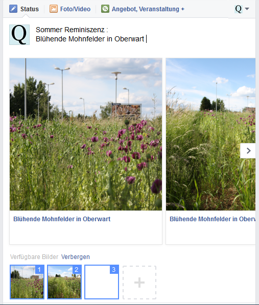 mohnfelder-1